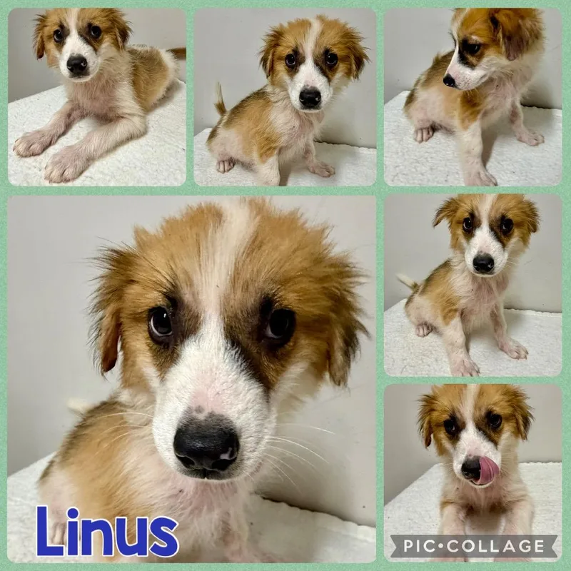 A baby medium-sized male White / Cream Mixed Breed dog named Linus for adoption in Opelika, AL