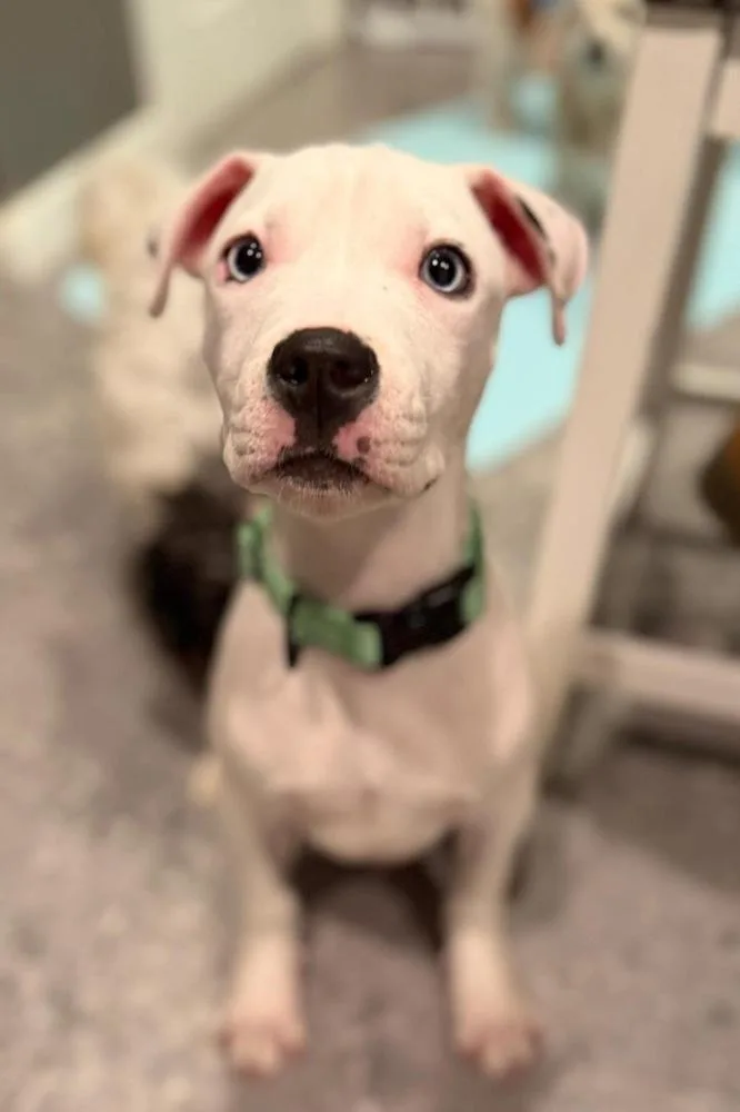 A baby medium-sized male White / Cream Pit Bull Terrier dog named Lewis for adoption in Scranton, PA