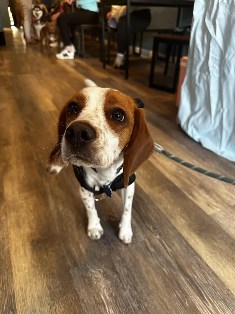 A baby medium-sized male Beagle dog named Toby Cute Beagle for adoption in Oakhurst, NJ