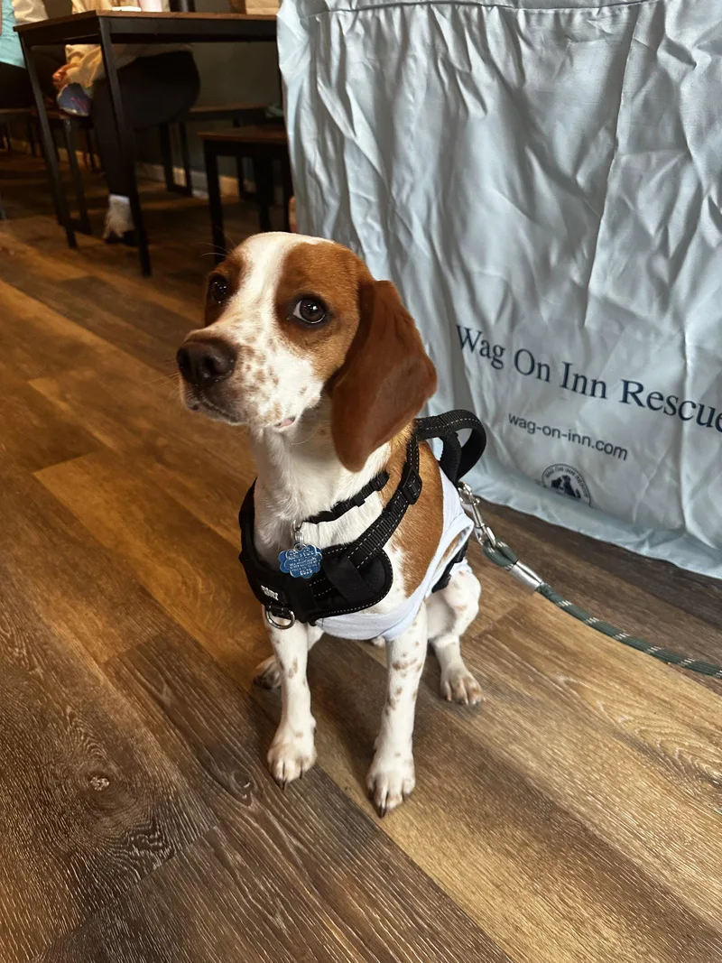 Toby  Cute Beagle thumbnail 2