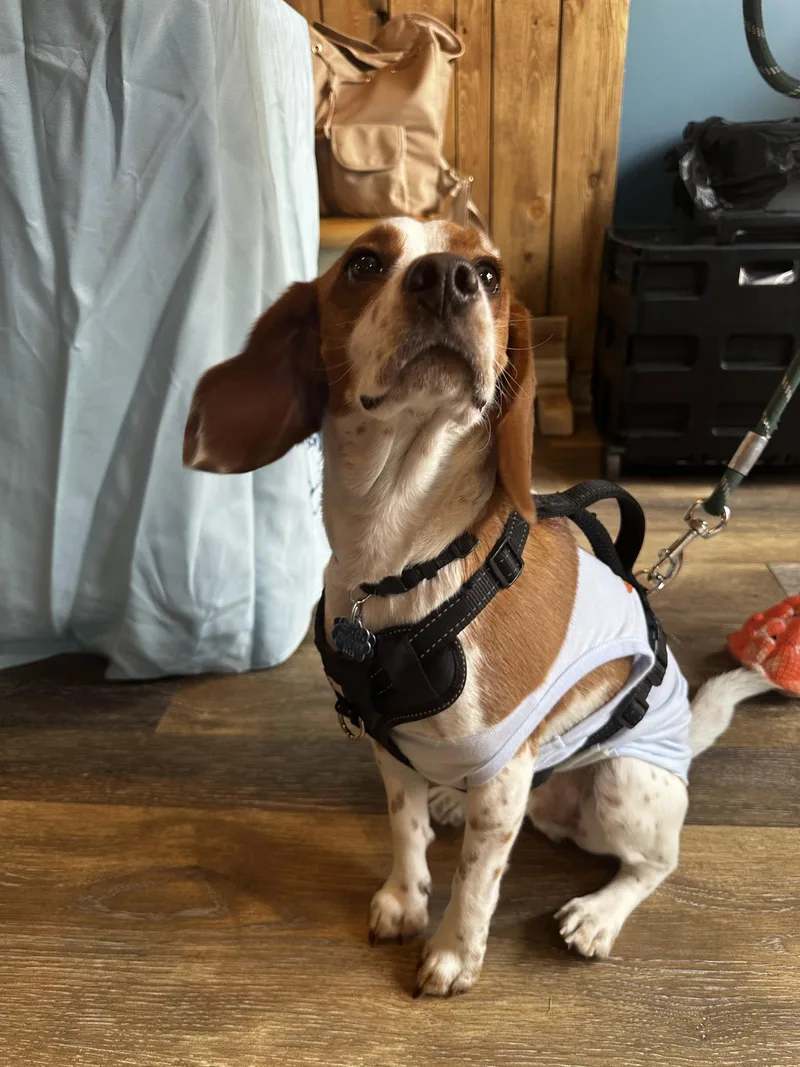 Toby  Cute Beagle thumbnail 3