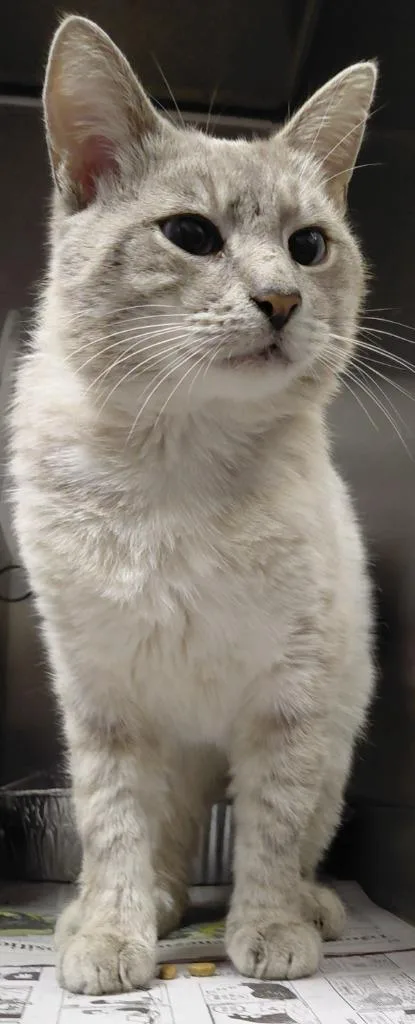 A young medium-sized male Domestic Short Hair cat named Bourbon for adoption in Henderson, NC