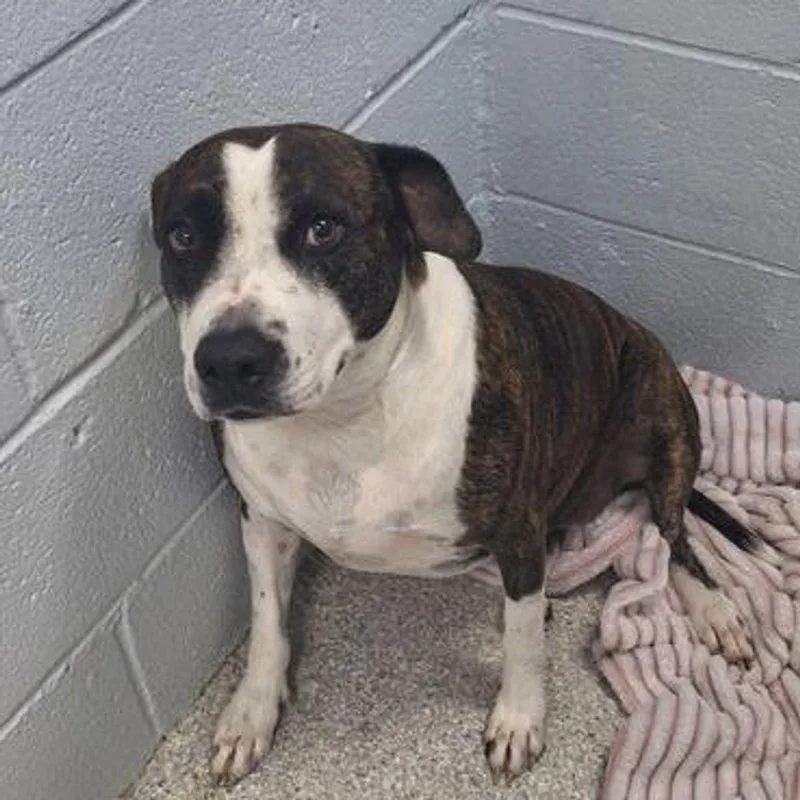 An adult medium-sized female American Staffordshire Terrier dog named Terra for adoption in Lake Havasu City, AZ