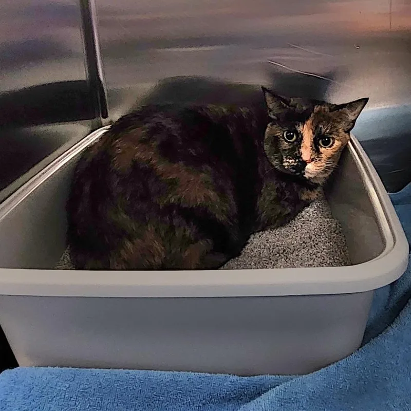 An adult large-sized female Domestic Short Hair cat named Mya for adoption in Grand Rapids, MI