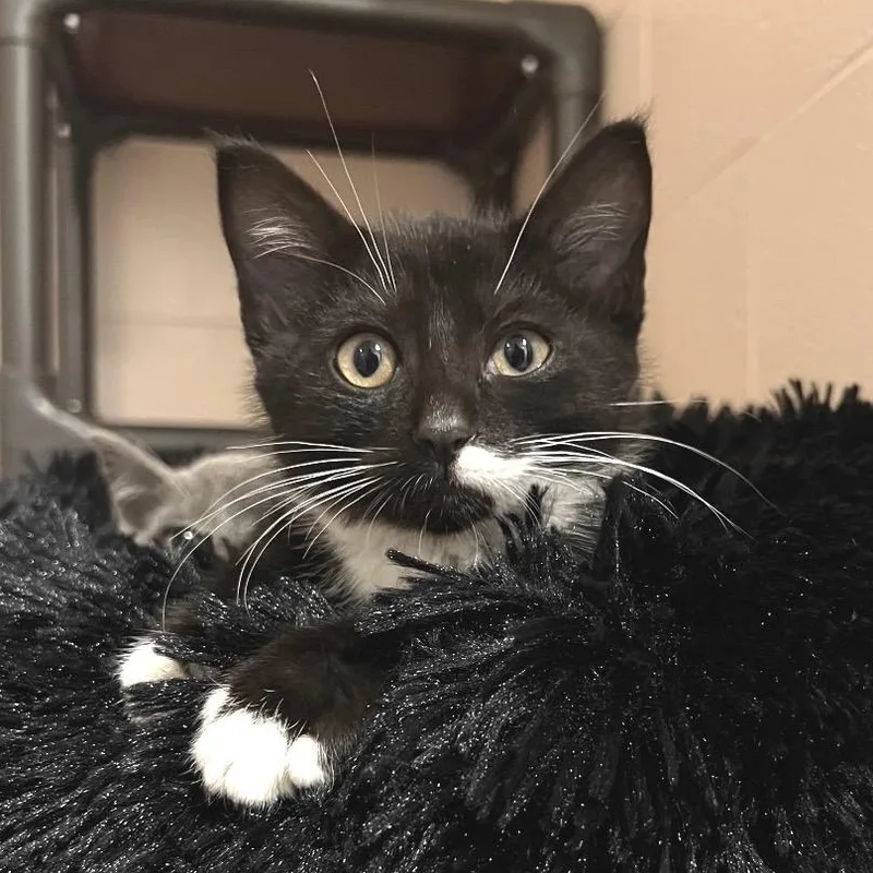 A baby small-sized male Black Domestic Short Hair cat named Truman for adoption in Owosso, MI