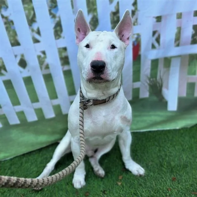 An adult large-sized male Bull Terrier dog named Why for adoption in Long Beach, CA