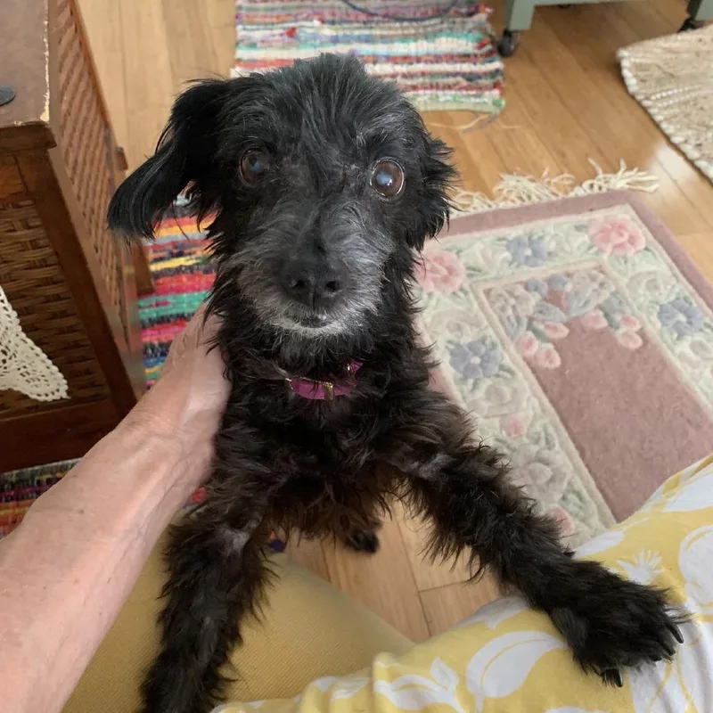 A senior small-sized female Silky Terrier dog named Bonnie for adoption in Hillsborough, NC