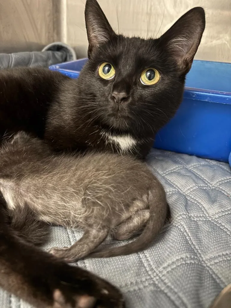 A young medium-sized female Domestic Short Hair cat named Cleo for adoption in New Kensington, PA