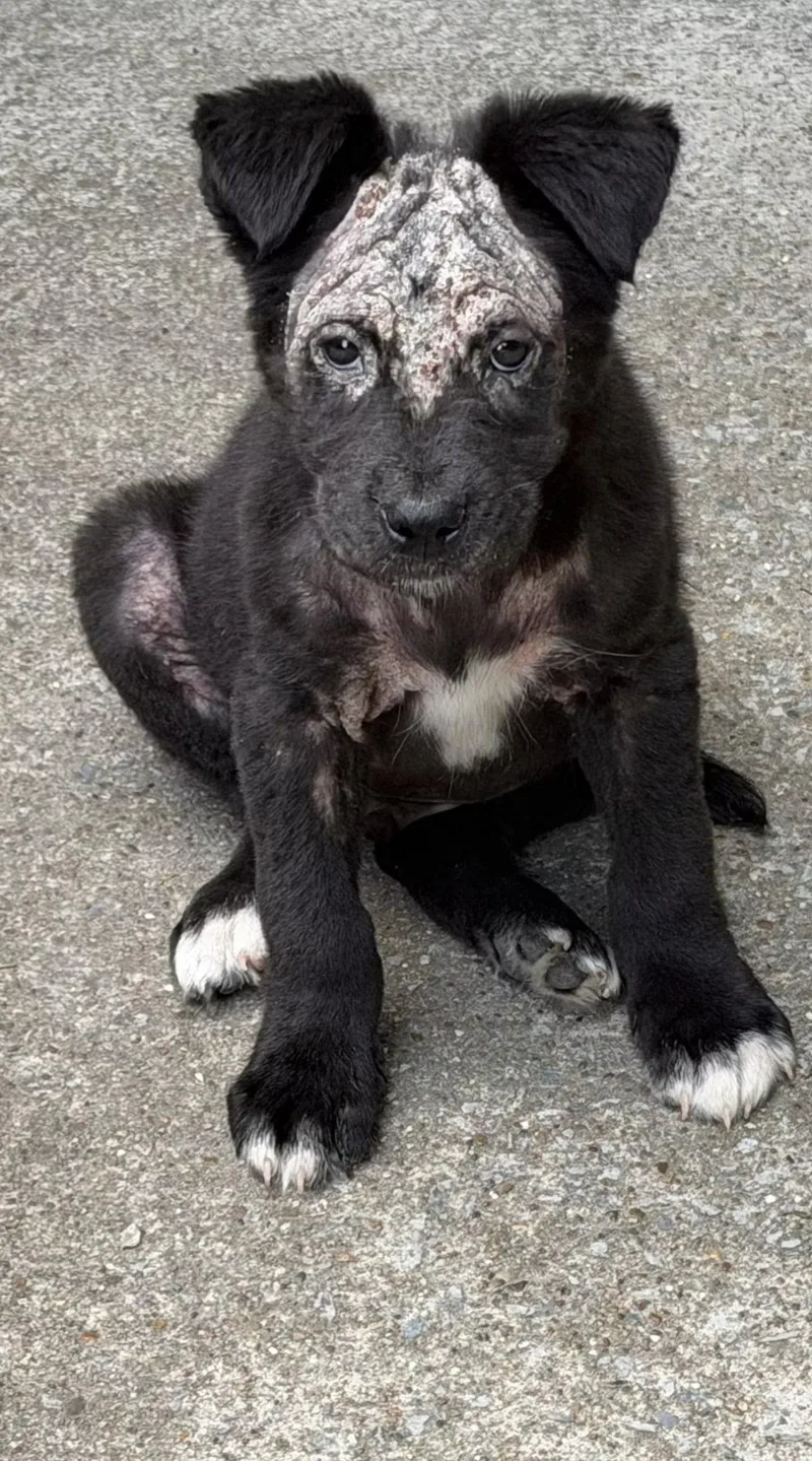 A young medium-sized male Shepherd dog named Calvin for adoption in Nashville, TN