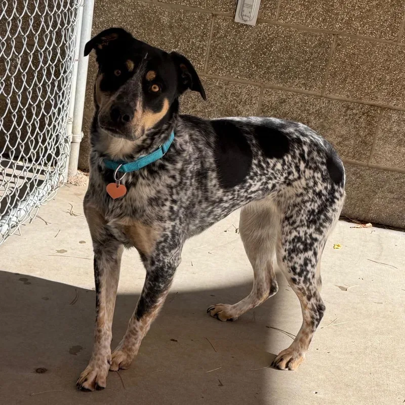 An adult medium-sized female Black Australian Cattle Dog / Blue Heeler named Darlin for adoption in Durango, CO