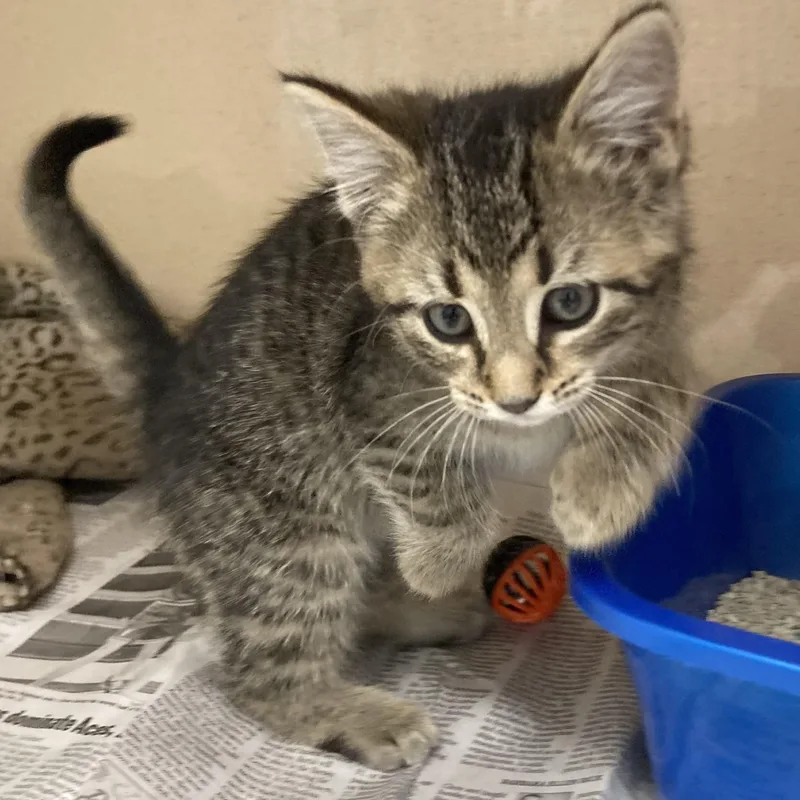 A baby medium-sized male Tabby cat named Squeaky for adoption in Wilmington, OH