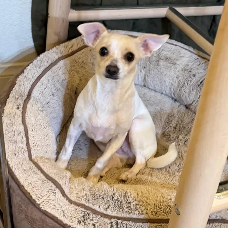 A young small-sized female White / Cream Terrier dog named Cookie for adoption in Las Vegas, NV