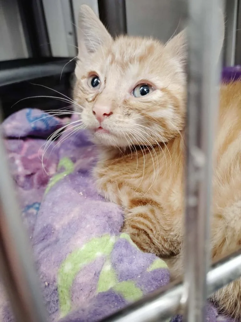 A baby medium-sized male Domestic Short Hair cat named College for adoption in Republic, MO