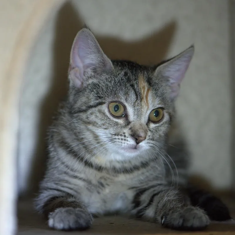 Stella