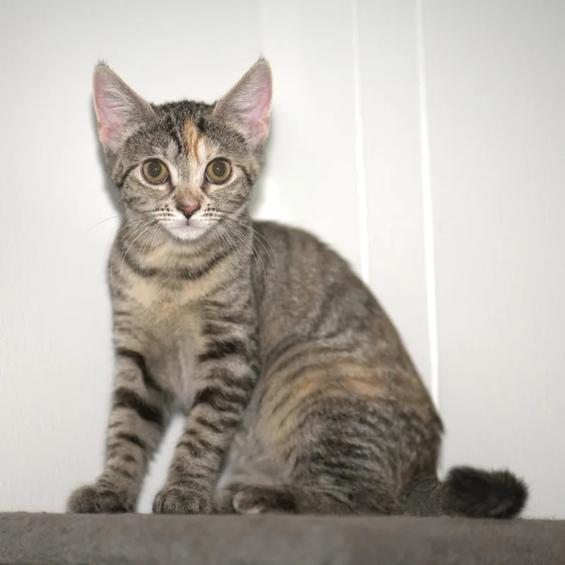 Stella thumbnail 2