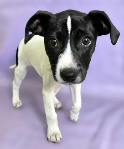 A baby medium-sized male Terrier dog named Penguin for adoption in Morton Grove, IL