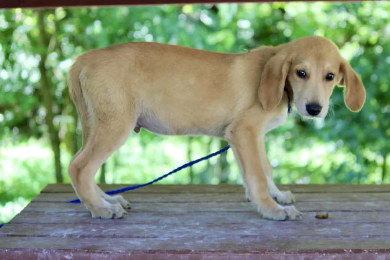 A baby medium-sized male Yellow / Tan / Blond / Fawn Mixed Breed dog named Eugene for adoption in Brazil, IN