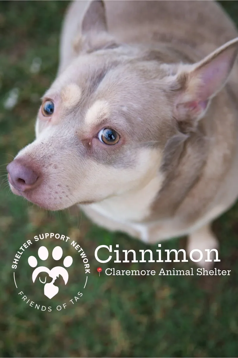 An adult medium-sized female Red / Chestnut / Orange Cattle Dog named Cinnamon for adoption in Claremore, OK