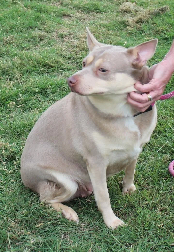 Cinnamon thumbnail 2