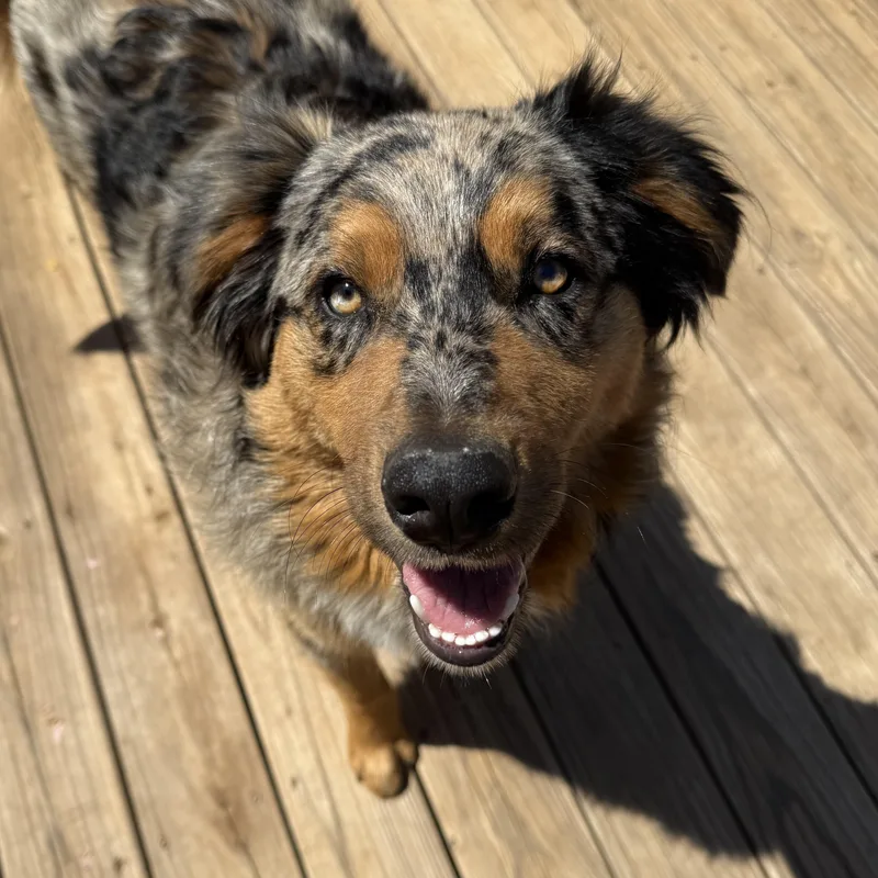A baby large-sized male Merle (Blue) Australian Shepherd dog named Copper for adoption in Stuart, VA