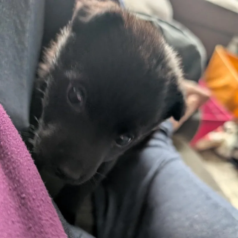 A baby small-sized female Black Mixed Breed dog named Raisin for adoption in Buffalo, MN