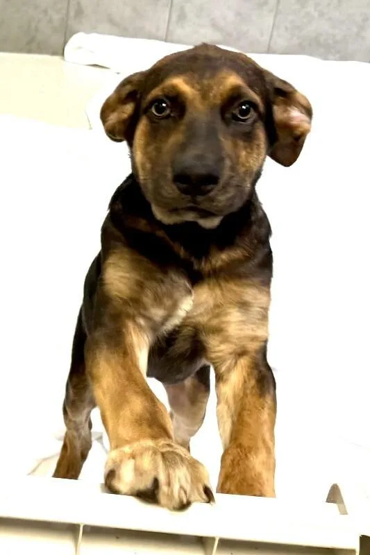 A baby medium-sized male Black Mixed Breed dog named Bourbon for adoption in Maryville, TN