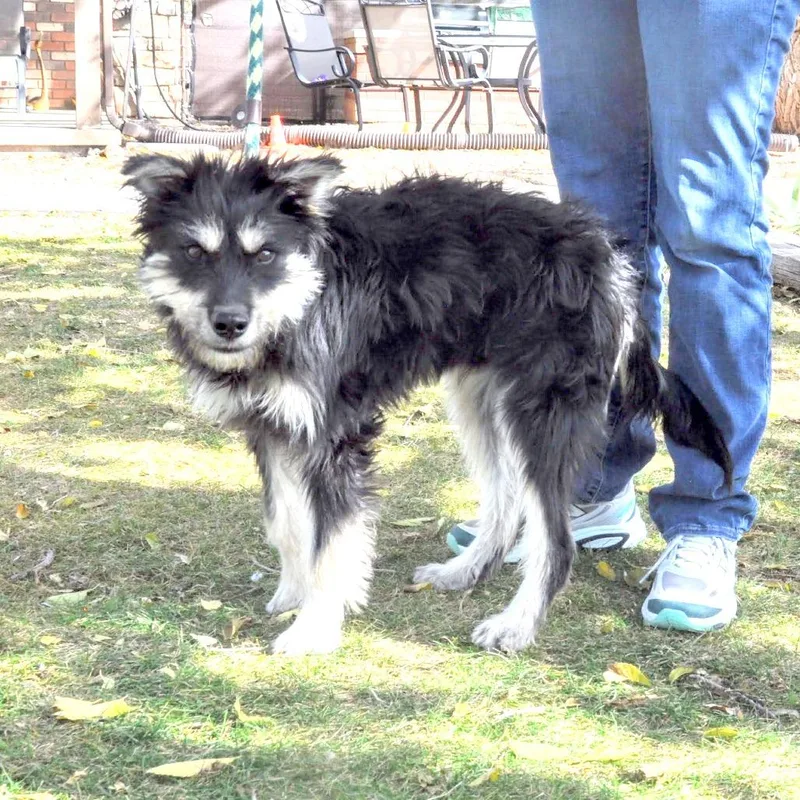 A young medium-sized male Black Terrier dog named Guy for adoption in Prescott, AZ