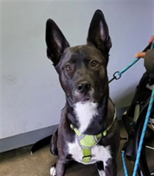 A young small-sized male Labrador Retriever dog named Bode for adoption in Los Angeles, CA