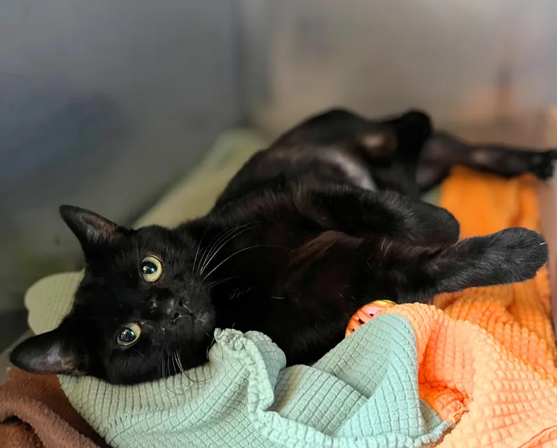 An adult medium-sized female Black Domestic Short Hair cat named Inky for adoption in Seville, OH