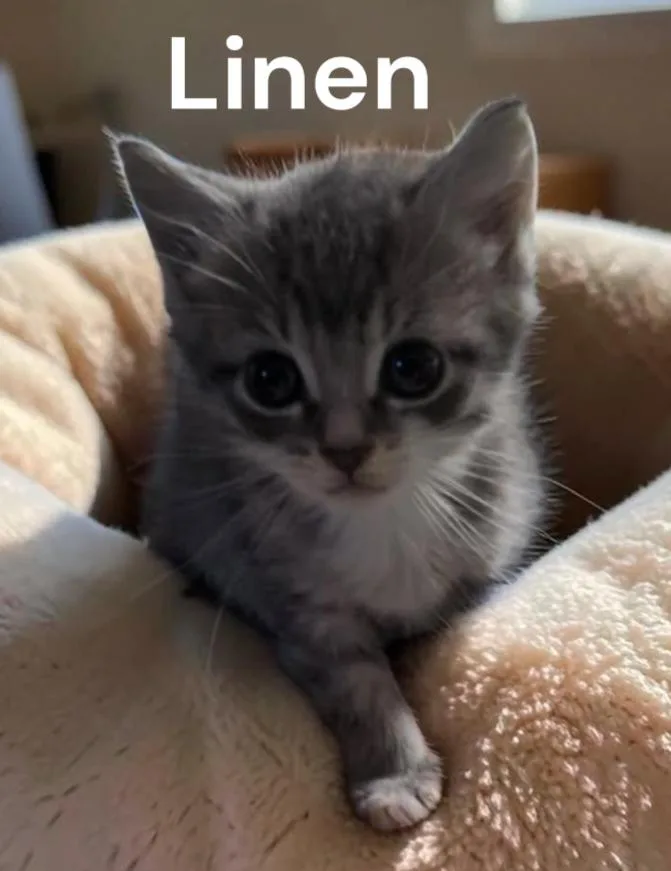 A baby medium-sized female Tabby cat named Linen for adoption in Weems, VA