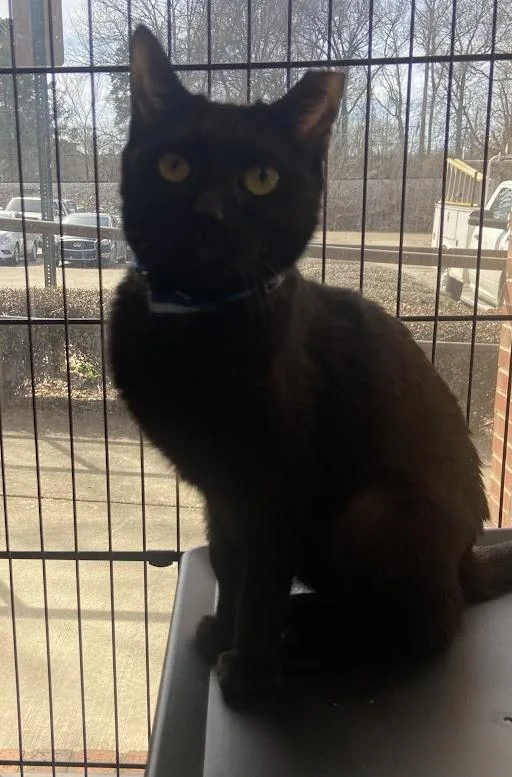 Tootsie Roll thumbnail 2