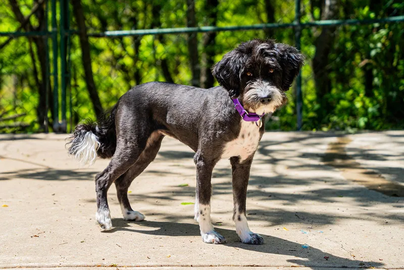 A young medium-sized female Black Poodle dog named Guppy for adoption in Dellslow, WV
