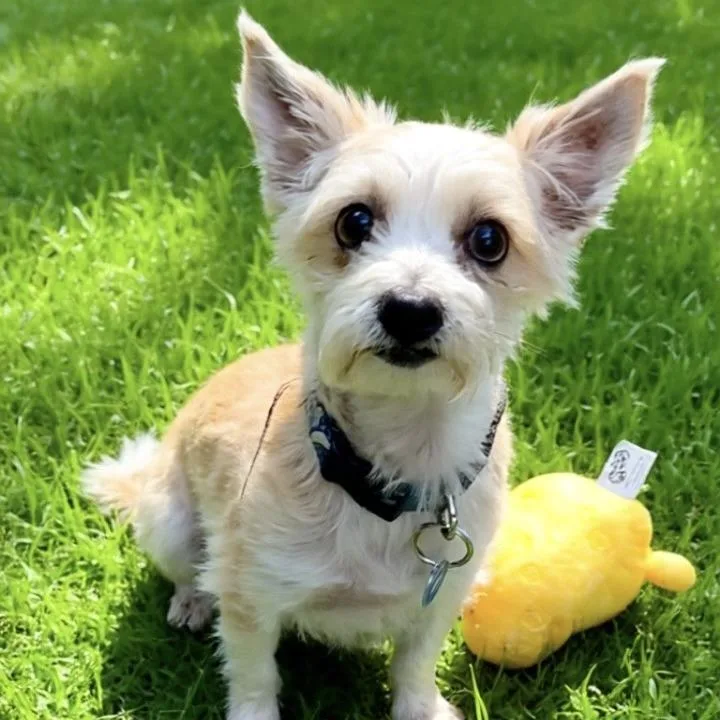 Koa