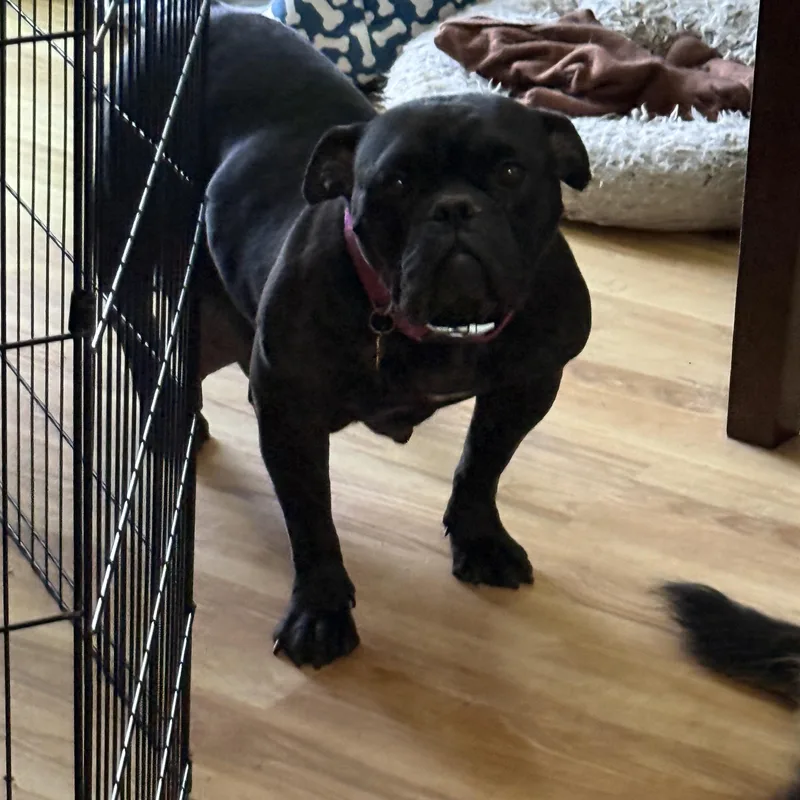 An adult large-sized female Bulldog dog named Dolla for adoption in Las Vegas, NV