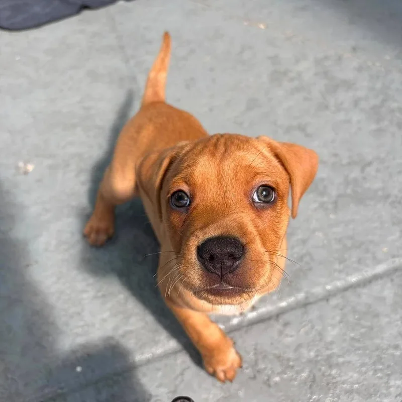 A baby medium-sized male Brown / Chocolate Hound dog named Nick for adoption in Seminole, FL