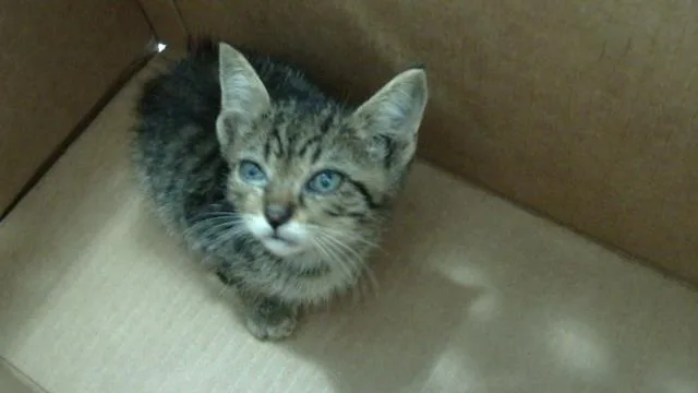 A baby medium-sized male Domestic Medium Hair cat named Carlise for adoption in Dallas, TX