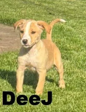A baby small-sized female Labrador Retriever dog named DeeJ for adoption in Owatonna, MN