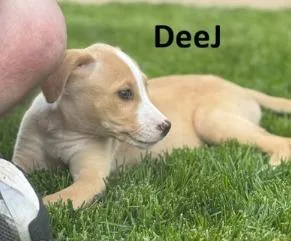 DeeJ thumbnail 2
