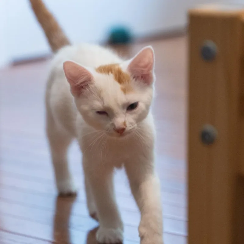 A baby medium-sized male Orange & White Turkish Van cat named Bill Confident And Kid for adoption in Bethel, CT