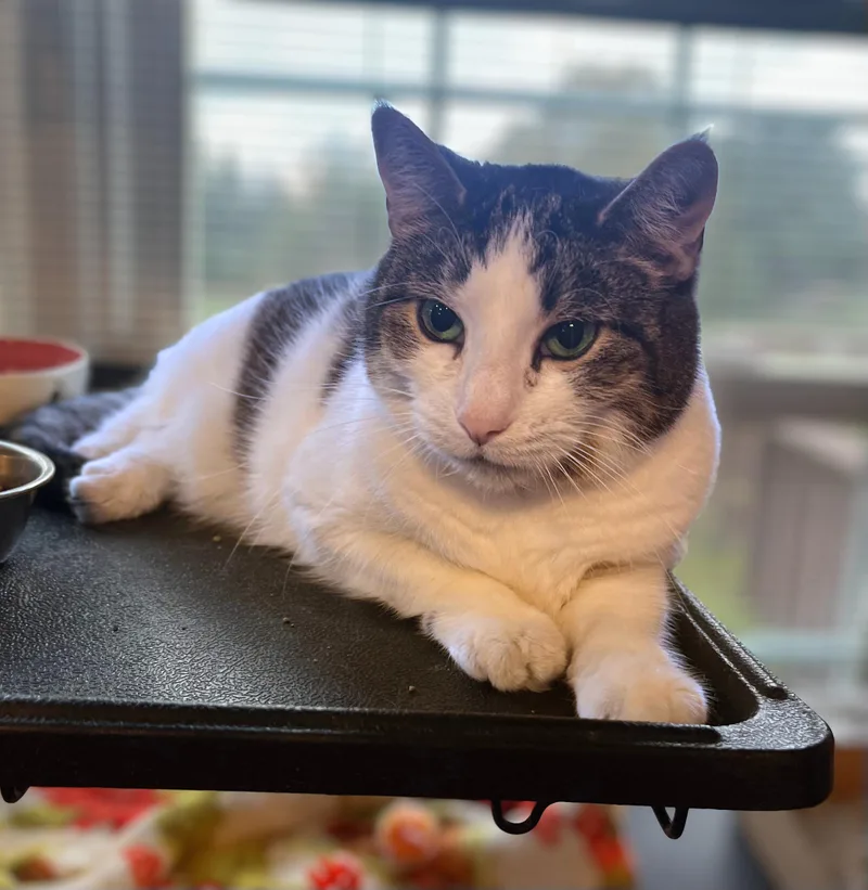 A senior medium-sized female White Domestic Short Hair cat named Cookie for adoption in Seville, OH