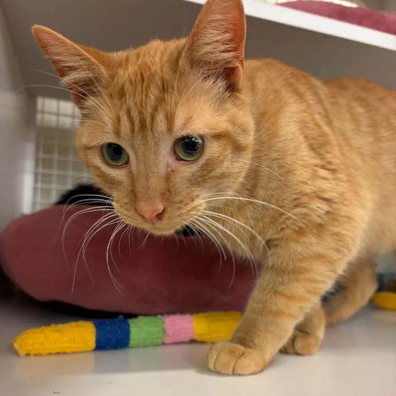 A baby medium-sized male Orange / Red Domestic Short Hair cat named Aorange for adoption in St. Paul, MN