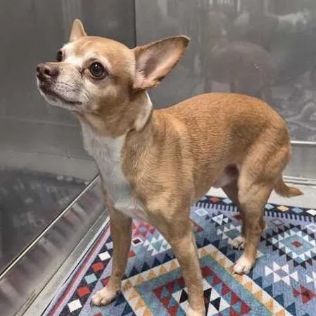An adult small-sized male Yellow / Tan / Blond / Fawn Mixed Breed dog named Oopsie Doopsie for adoption in Davenport, IA
