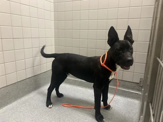 A young small-sized male Labrador Retriever dog named Arnold for adoption in Tustin, CA
