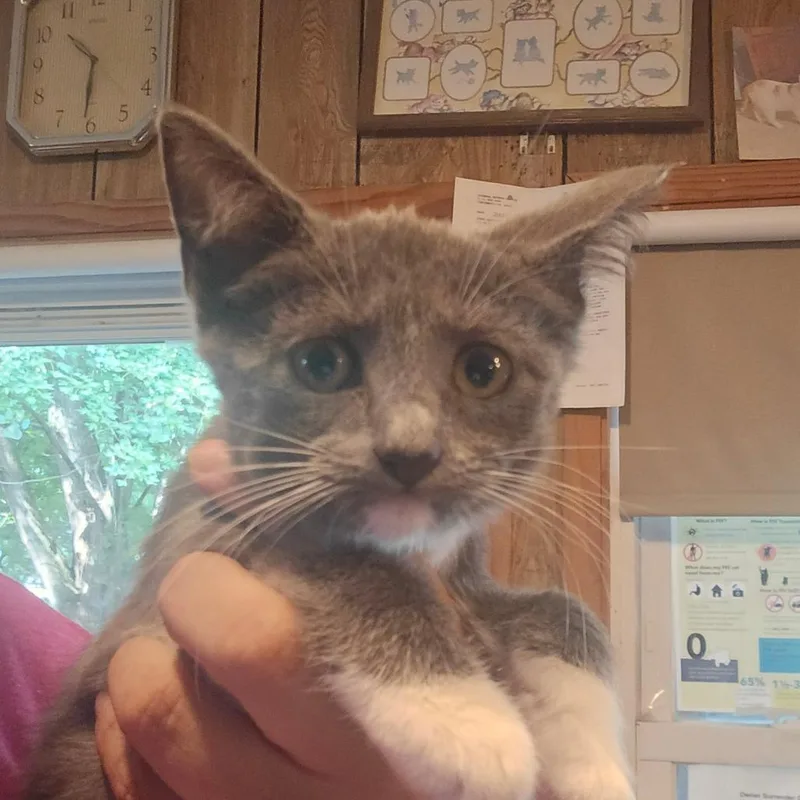 A baby small-sized female Gray / Blue / Silver Domestic Short Hair cat named Cranberry for adoption in Hanna City, IL