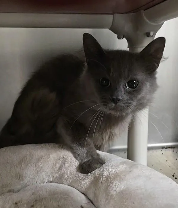 Sammy