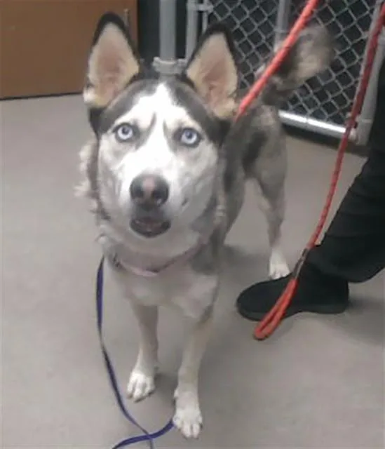 An adult large-sized female Siberian Husky dog named Icee for adoption in Phoenix, AZ