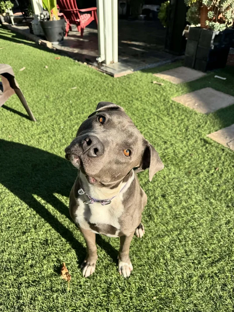 Jack Frost thumbnail 2