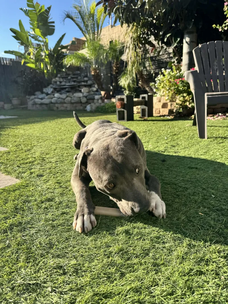 Jack Frost thumbnail 3