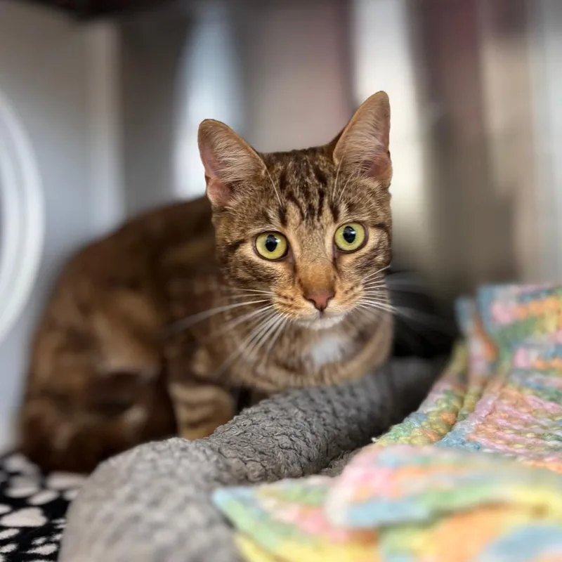 A young medium-sized female Brown / Chocolate Domestic Short Hair cat named Dove for adoption in Nashville, IN