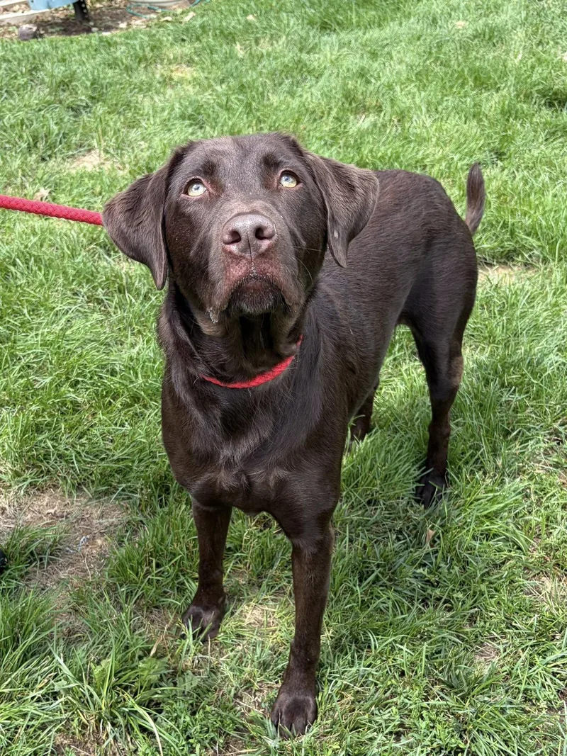 An adult large-sized female Brown / Chocolate Labrador Retriever dog named Ellie for adoption in Winchester, VA